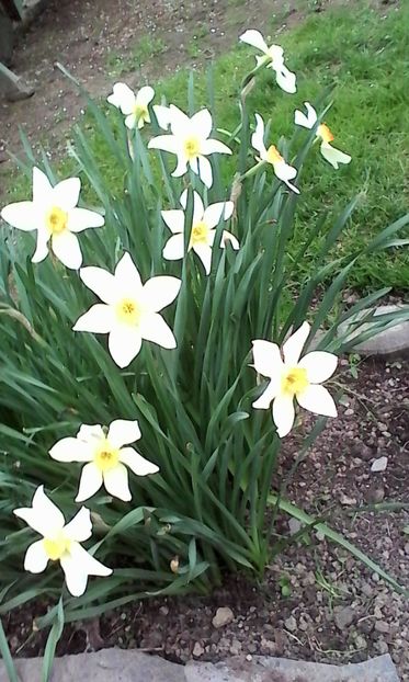 Simple galbene - Narcise