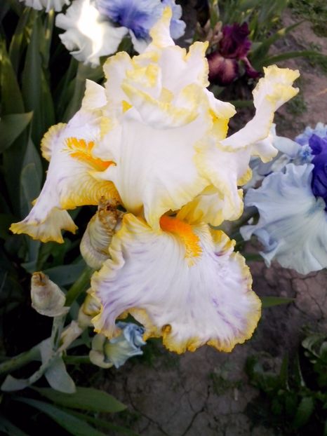 bride s hallo - IRISI