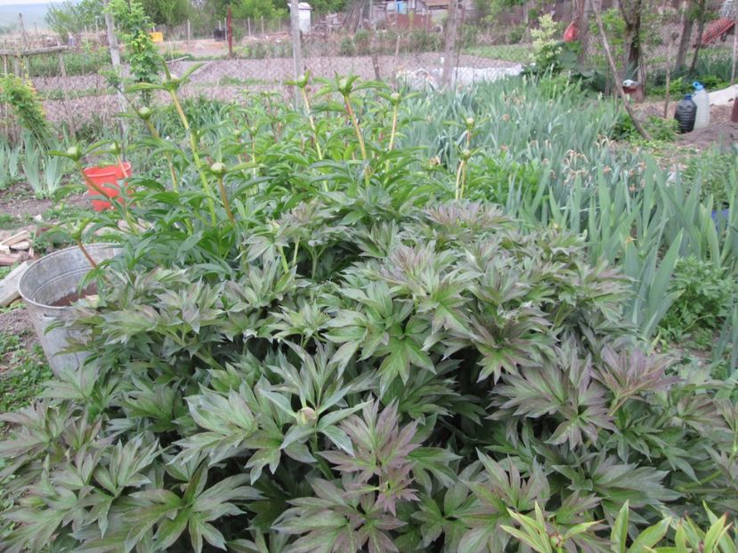  - Gradina cu irisi nr 1 in 2017