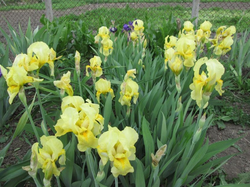  - Gradina cu irisi nr 1 in 2017