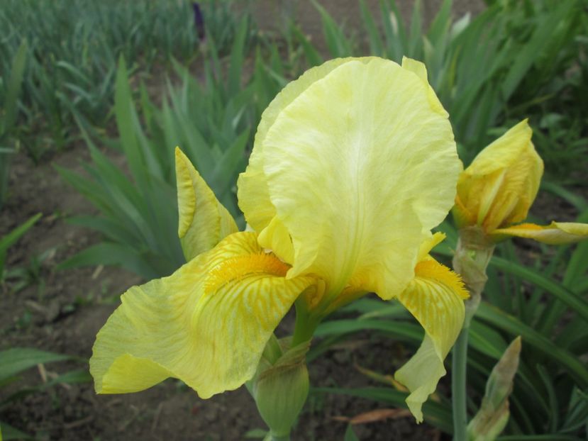  - Gradina cu irisi nr 1 in 2017