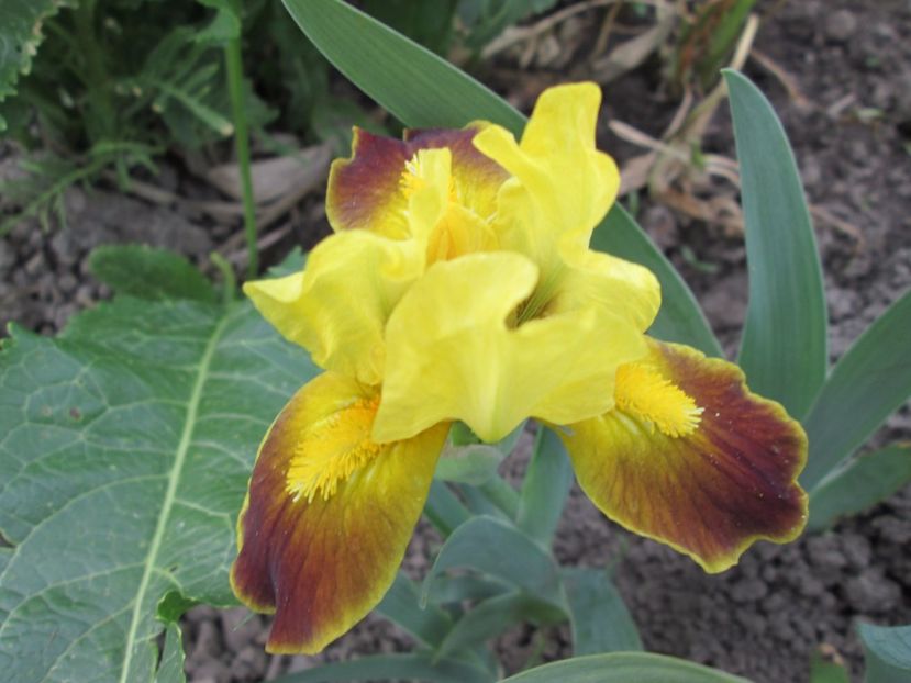  - Gradina cu irisi nr 1 in 2017