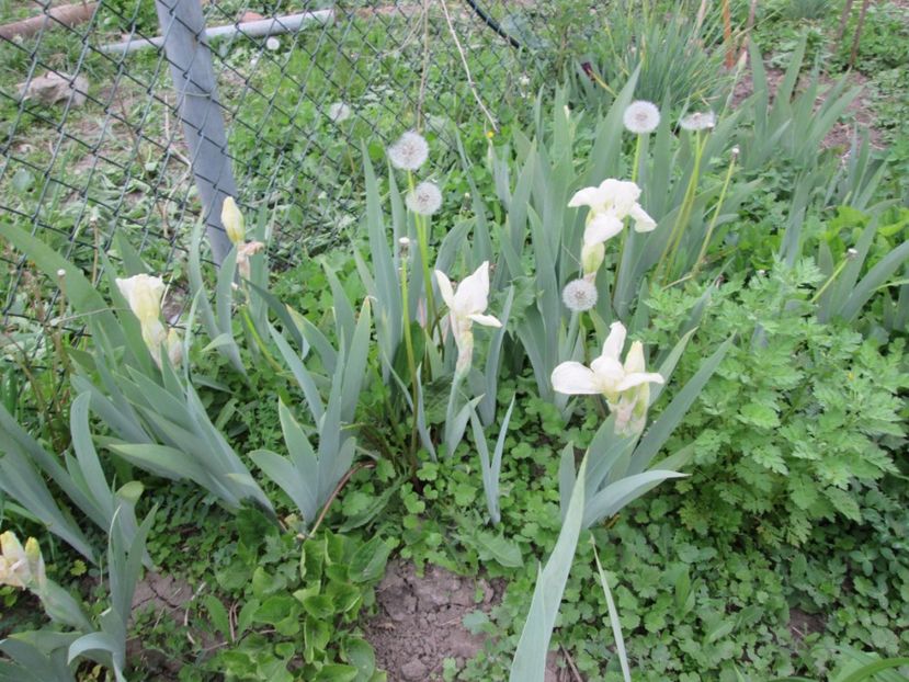  - Gradina cu irisi nr 1 in 2017