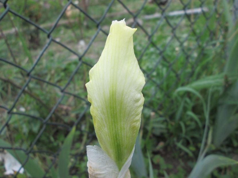  - Gradina cu irisi nr 1 in 2017