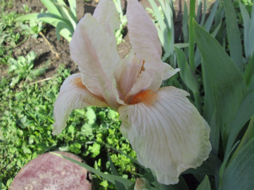  - Gradina cu irisi nr 1 in 2017