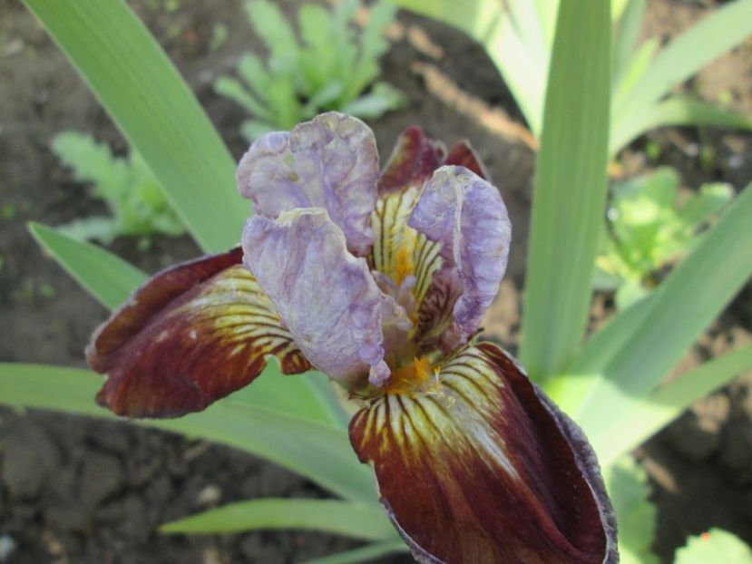  - Gradina cu irisi nr 1 in 2017