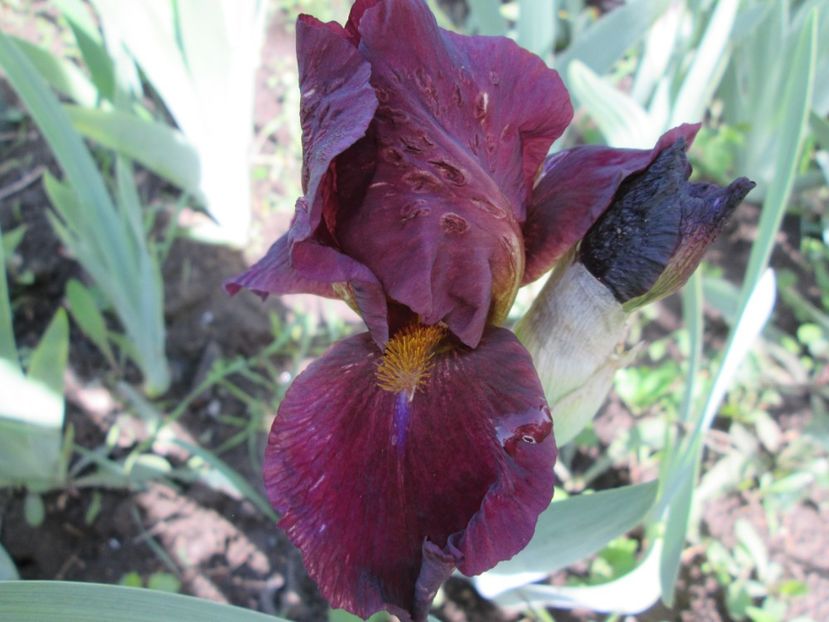  - Gradina cu irisi nr 1 in 2017