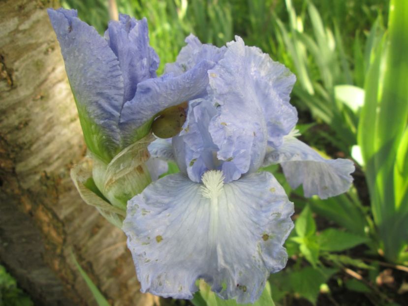  - Gradina cu irisi nr 1 in 2017