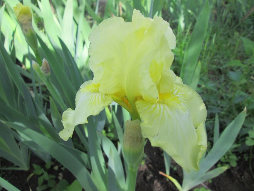  - Gradina cu irisi nr 1 in 2017