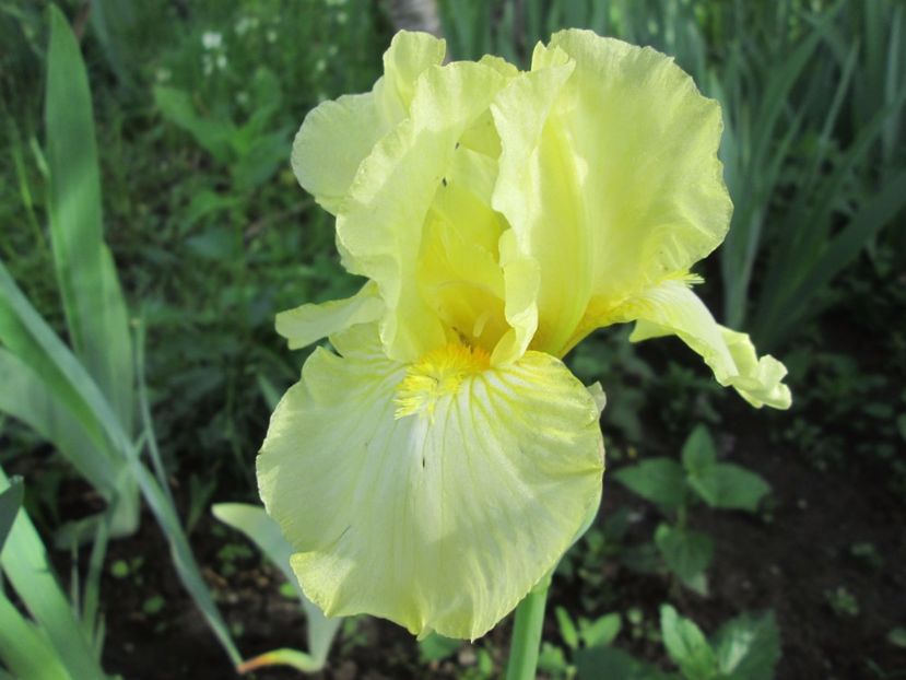  - Gradina cu irisi nr 1 in 2017