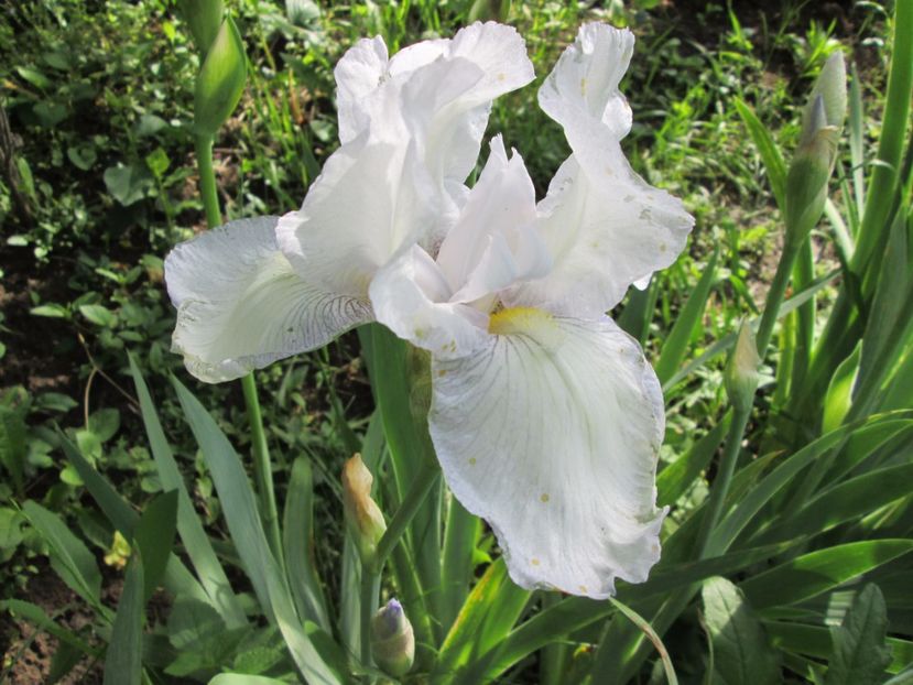  - Gradina cu irisi nr 1 in 2017