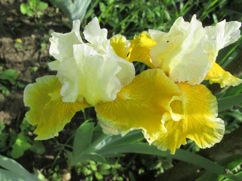  - Gradina cu irisi nr 1 in 2017