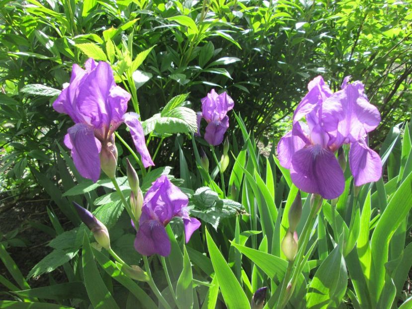  - Gradina cu irisi nr 1 in 2017