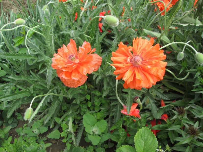  - Gradina cu irisi nr 1 in 2017