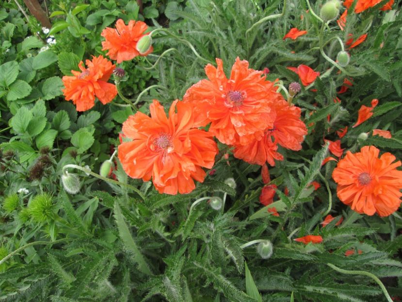  - Gradina cu irisi nr 1 in 2017