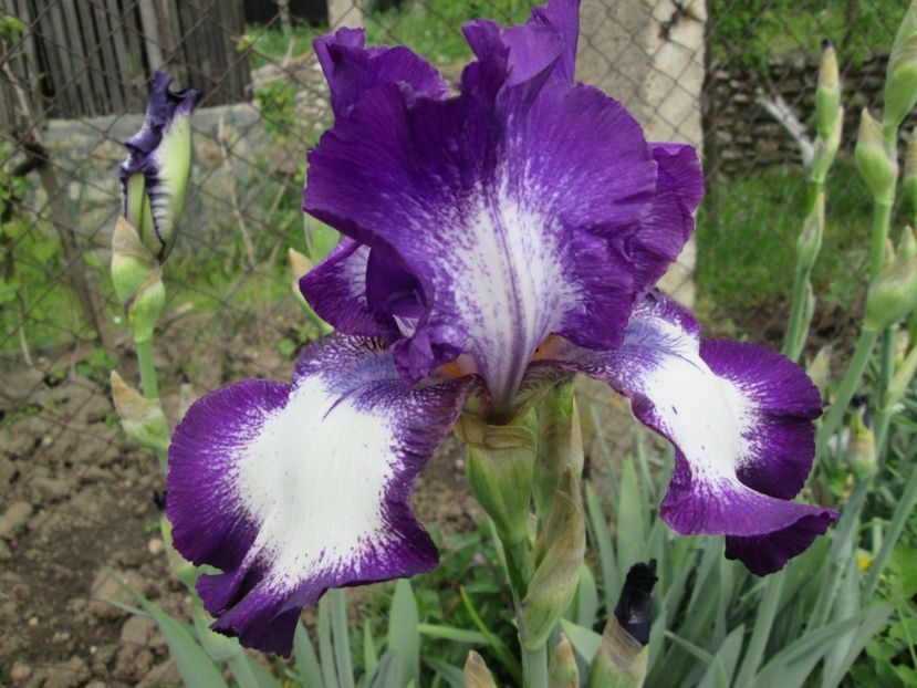  - Gradina cu irisi nr 1 in 2017