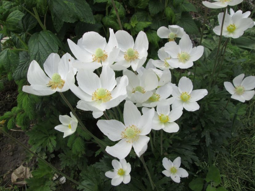  - Gradina cu irisi nr 1 in 2017