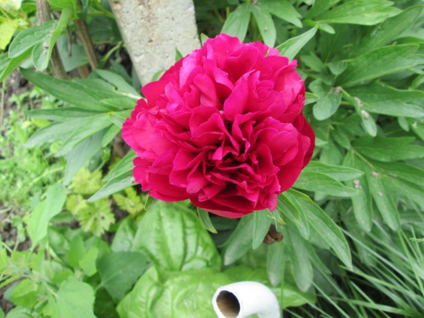  - Gradina cu irisi nr 1 in 2017