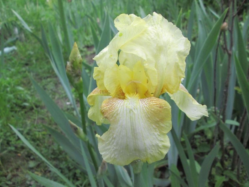  - Gradina cu irisi nr 1 in 2017