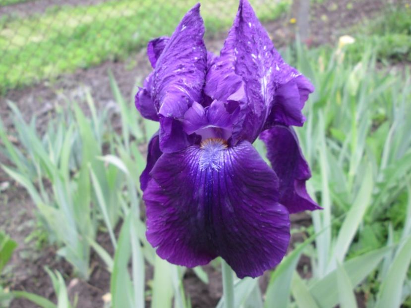  - Gradina cu irisi nr 1 in 2017