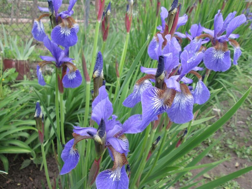  - Gradina cu irisi nr 1 in 2017