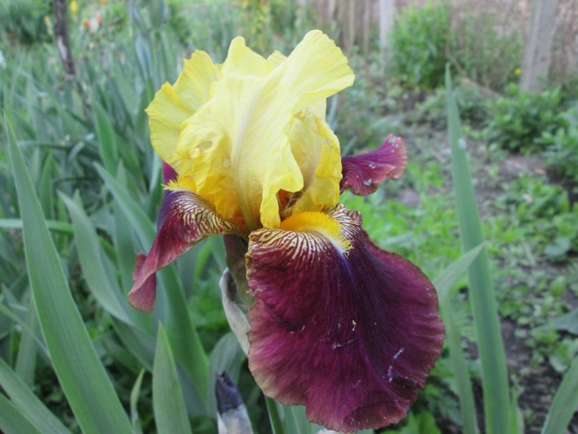  - Gradina cu irisi nr 1 in 2017