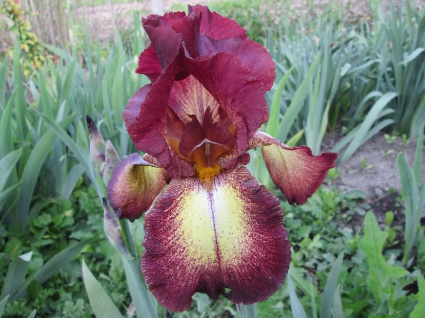  - Gradina cu irisi nr 1 in 2017