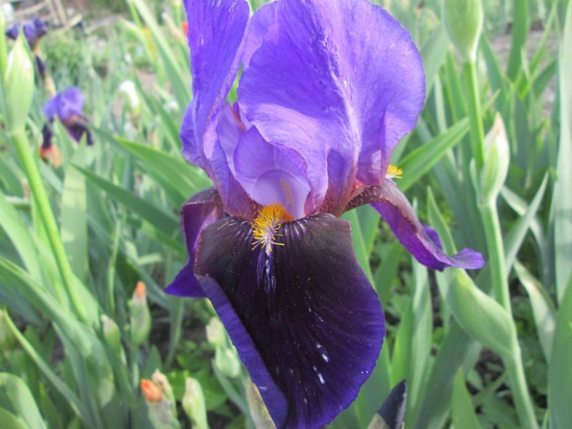  - Gradina cu irisi nr 1 in 2017
