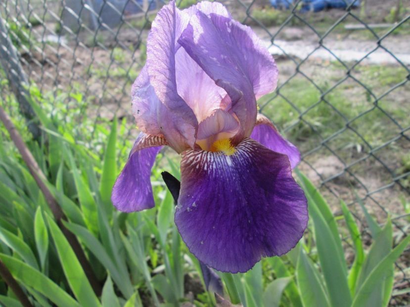  - Gradina cu irisi nr 1 in 2017