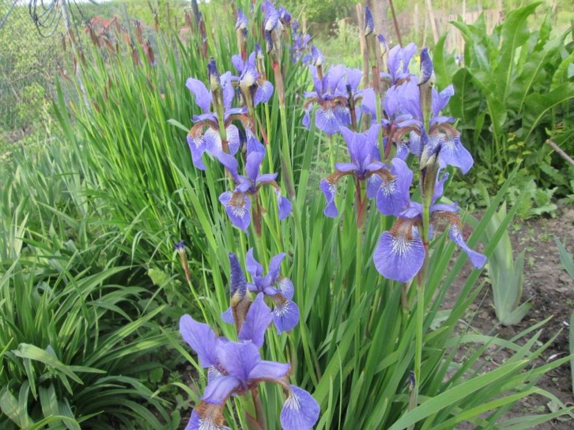  - Gradina cu irisi nr 1 in 2017