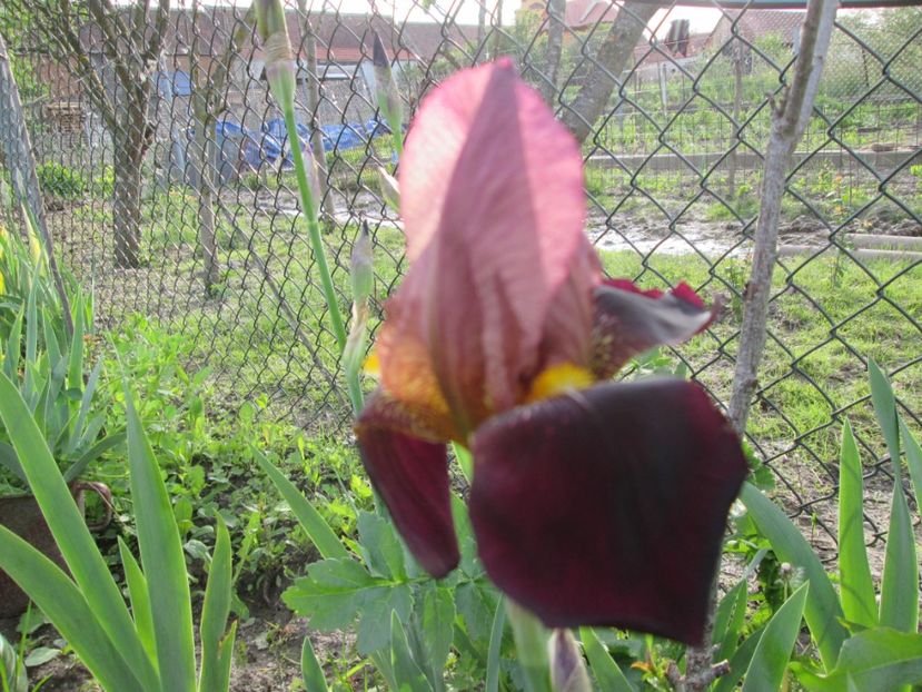  - Gradina cu irisi nr 1 in 2017