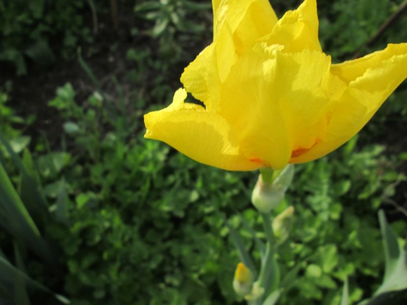  - Gradina cu irisi nr 1 in 2017