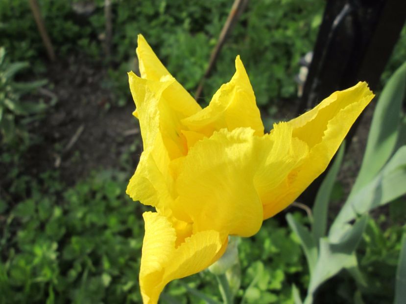  - Gradina cu irisi nr 1 in 2017