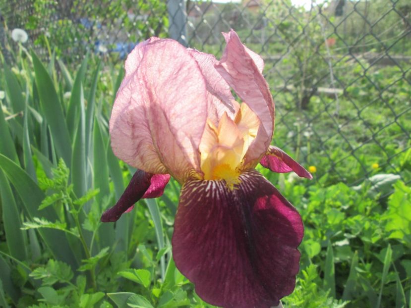  - Gradina cu irisi nr 1 in 2017