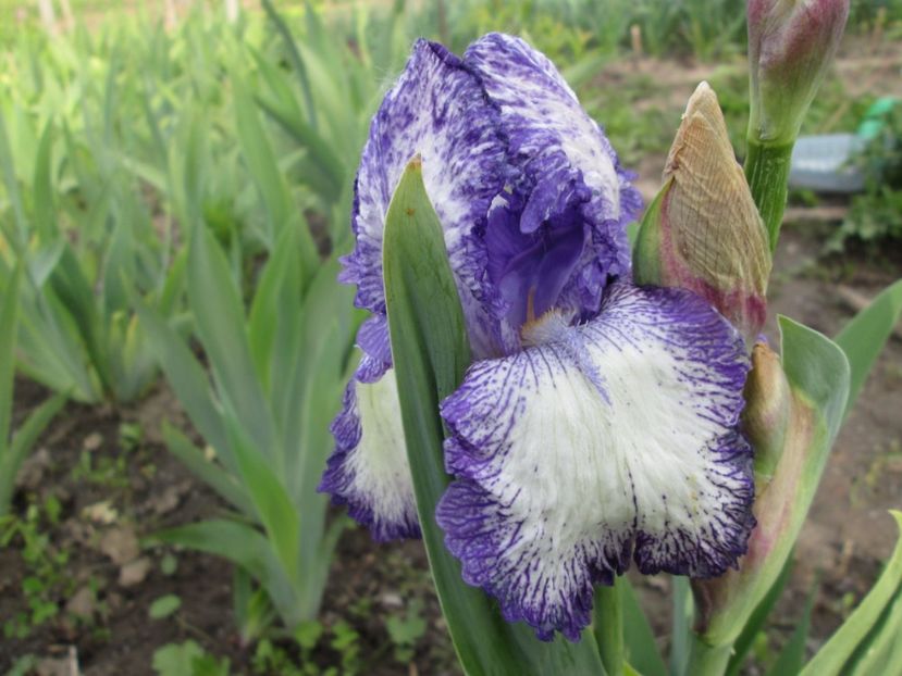  - Gradina cu irisi nr 1 in 2017