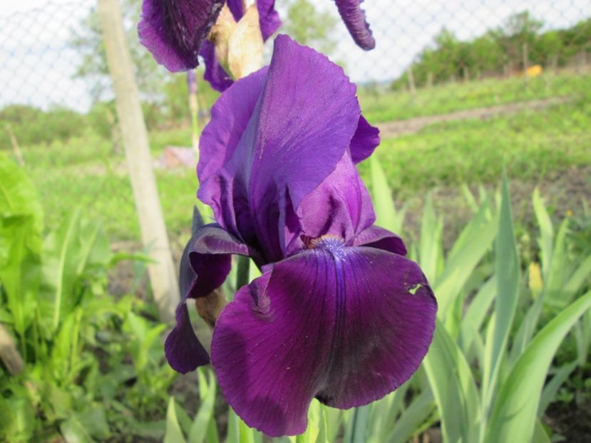  - Gradina cu irisi nr 1 in 2017