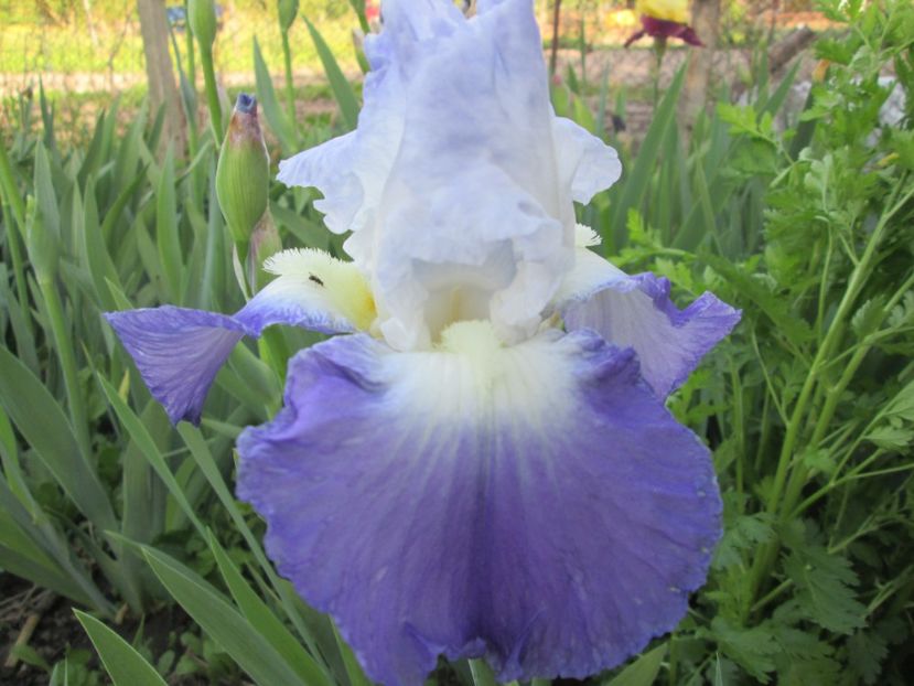  - Gradina cu irisi nr 1 in 2017