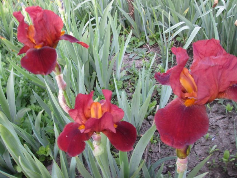  - Gradina cu irisi nr 1 in 2017