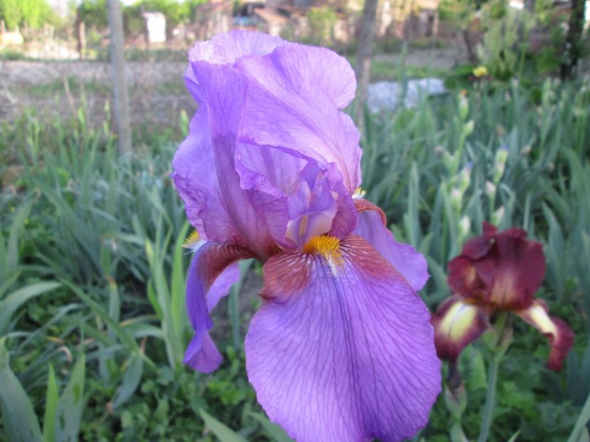  - Gradina cu irisi nr 1 in 2017