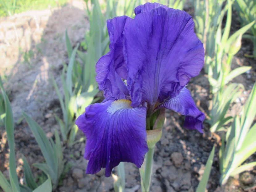  - Gradina cu irisi nr 1 in 2017