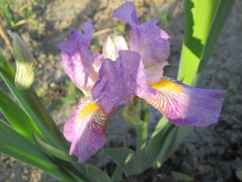  - Gradina cu irisi nr 1 in 2017