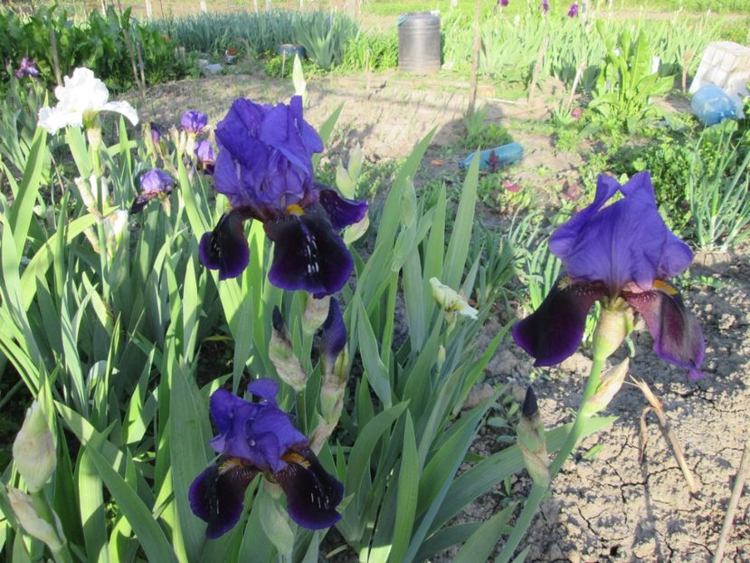  - Gradina cu irisi nr 1 in 2017