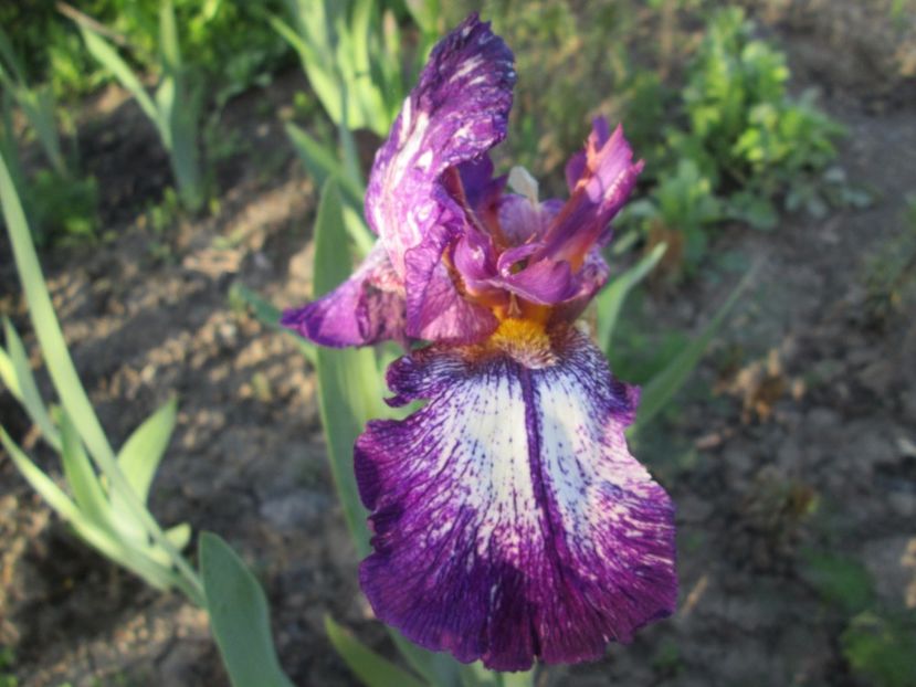  - Gradina cu irisi nr 1 in 2017