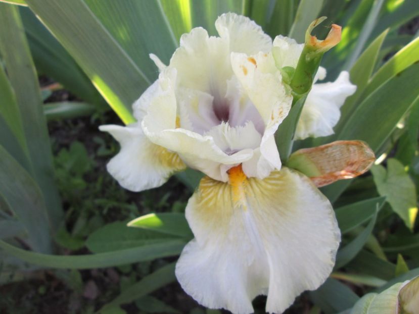  - Gradina cu irisi nr 1 in 2017