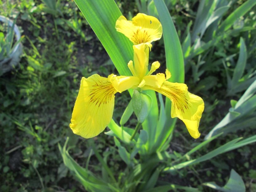  - Gradina cu irisi nr 1 in 2017