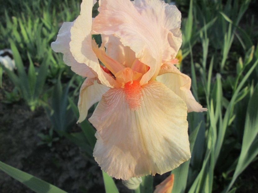  - Gradina cu irisi nr 1 in 2017