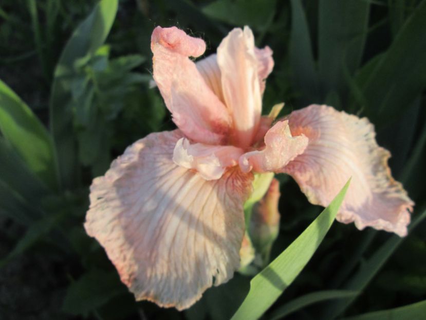  - Gradina cu irisi nr 1 in 2017