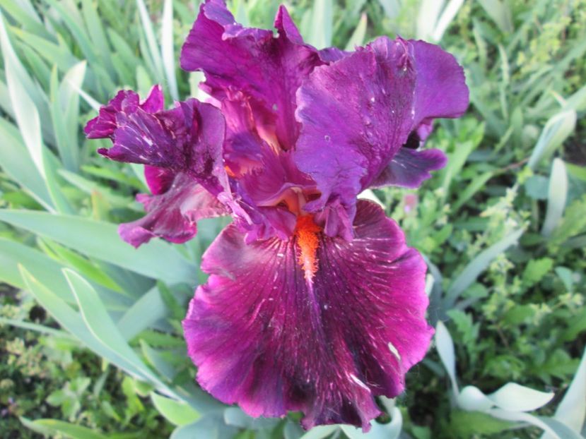  - Gradina cu irisi nr 1 in 2017