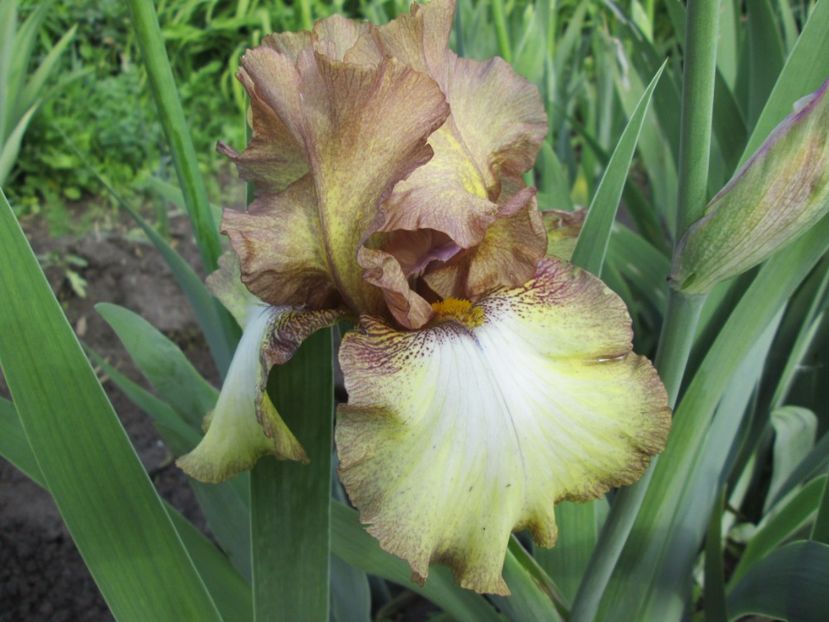  - Gradina cu irisi nr 1 in 2017