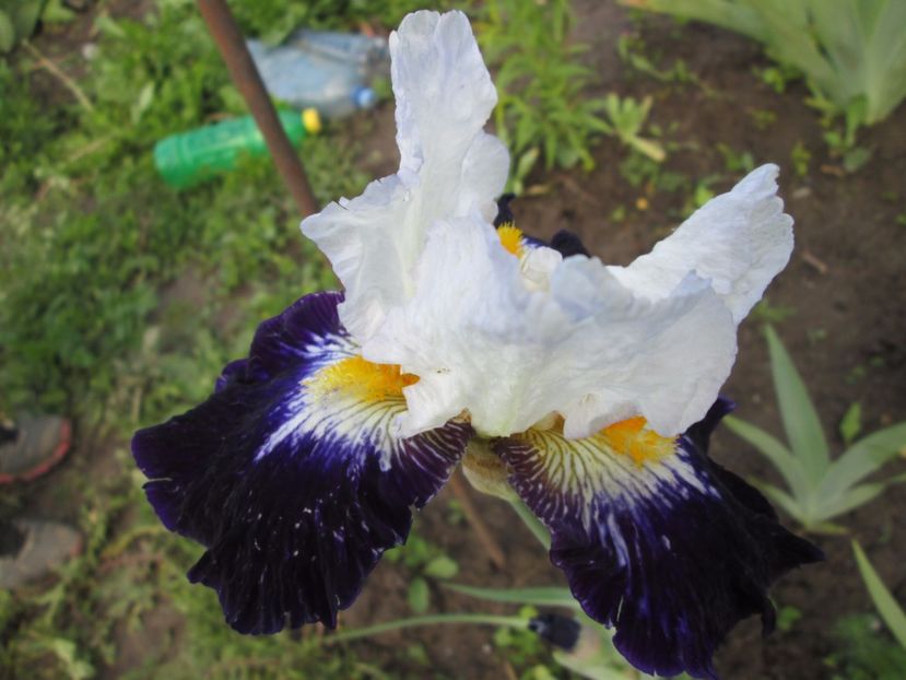  - Gradina cu irisi nr 1 in 2017